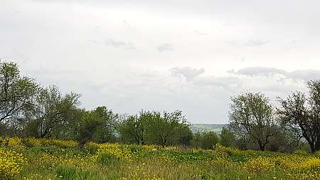 Field in Lasa, Paphos