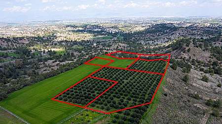 Six adjacent fields in Politiko, Nicosia